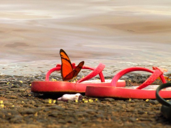 Porto-Brasilio-2017-2018-617